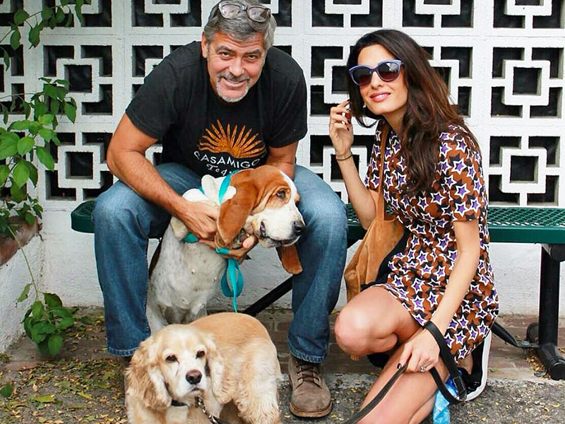 حقيقة طلاق جورج كلوني وأمل علم الدين!